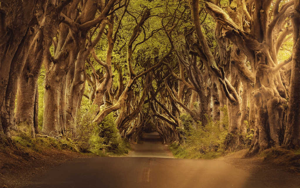 Dark Hedges, Northern Ireland - Creepy Places to Travel