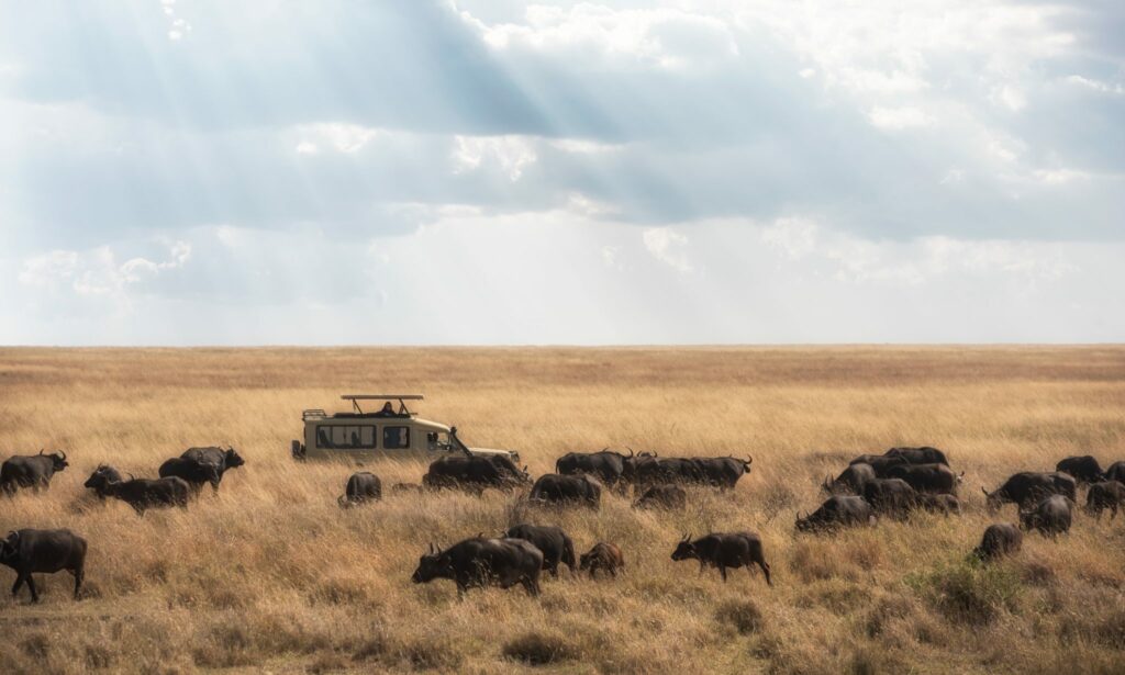 Africa, Safari, Travel Blog, Kemp Travel, Travel Agent Whitby, Travel Agent Bowmanville, Travel Agent Oshawa, Travel Agency Oshawa