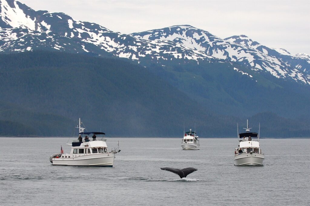 Whale Watching in Alaska - North American Adventures
