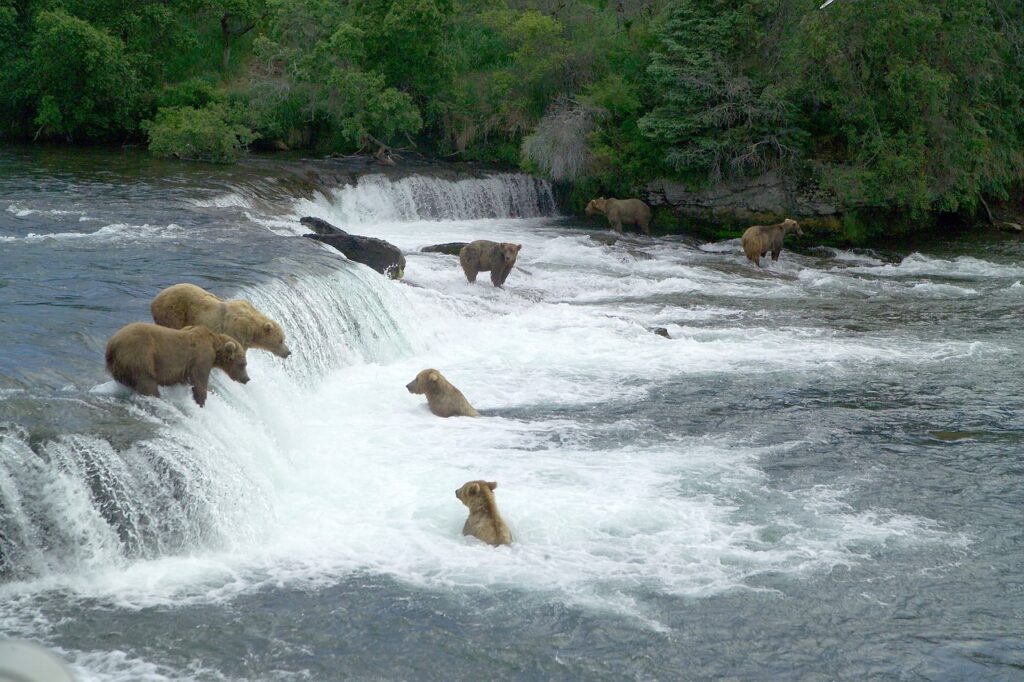 Kodiak Bears fishing for salmon at Brooks Falls in Katmai NP, Alaska