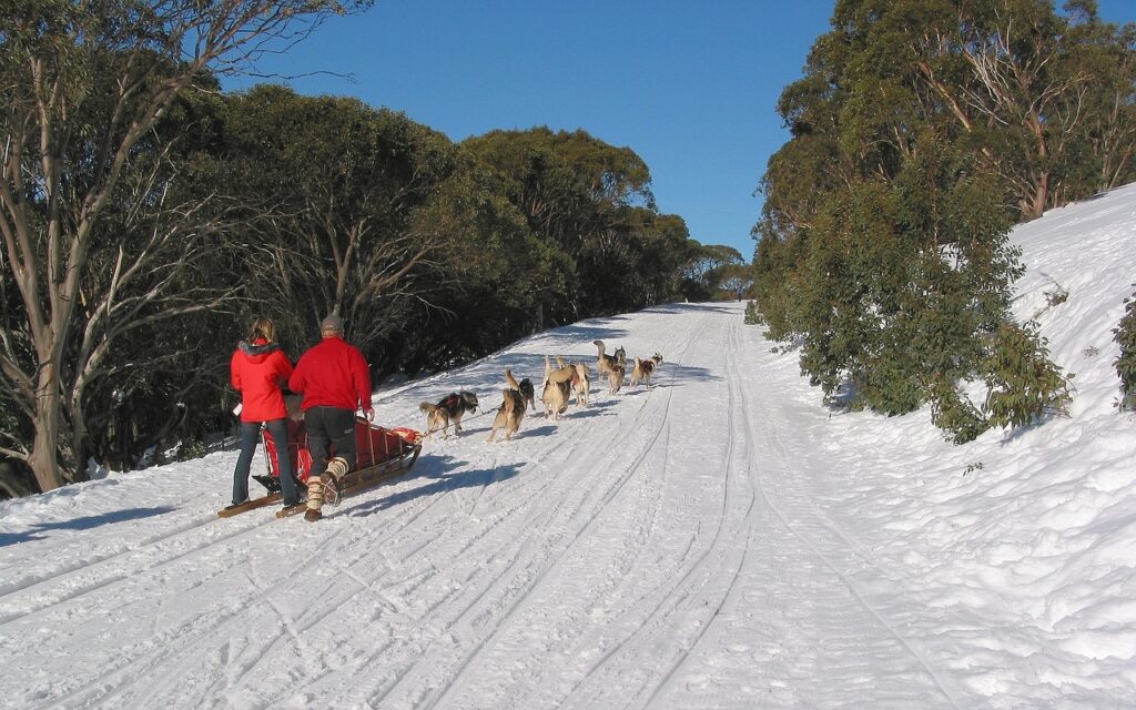 Dog Sledding in Falls Creek, Victoria, Australia