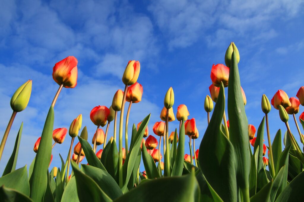 Spring Tulips Holland River Cruise