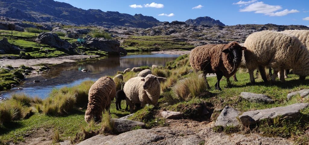 Sheep in Cordoba