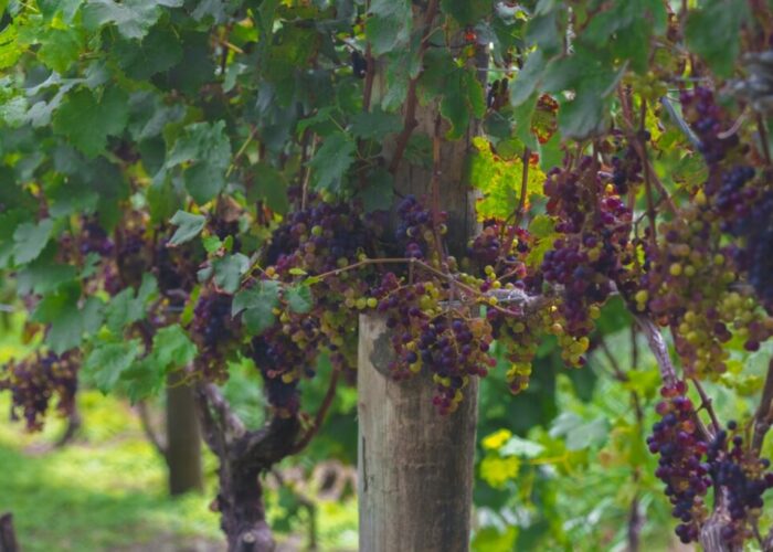 Eight Things You Didn’t Know About New Zealand Wine