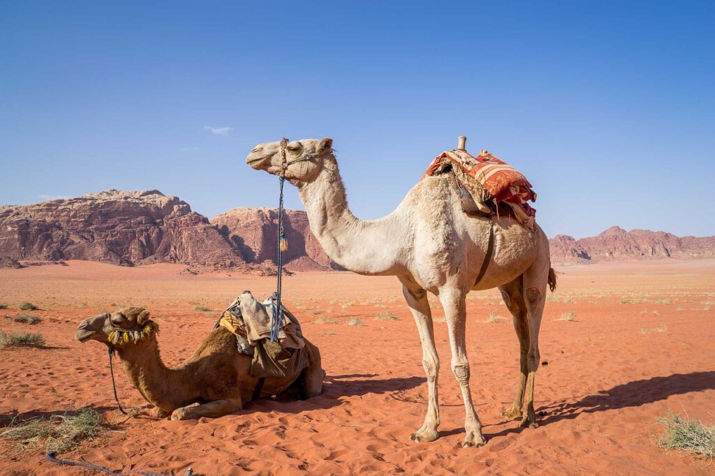 Camels in Wadi Rum via Pixabay Activities in Jordan