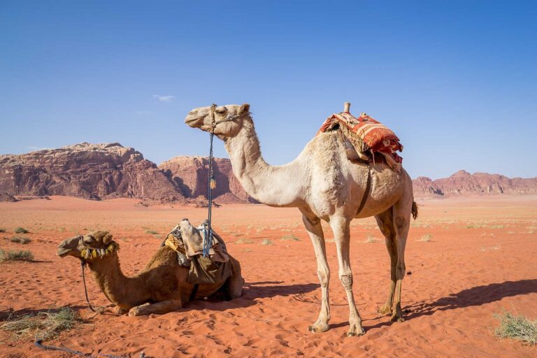 Read more about the article Beyond Petra: 4 Amazing Activities in Jordan