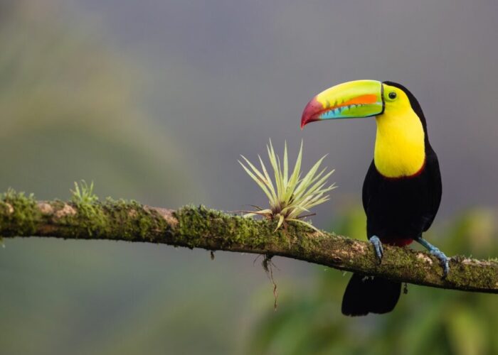 Walking on the Wild Side in Costa Rica