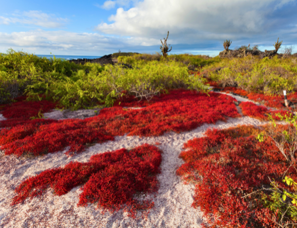 Floreana Island