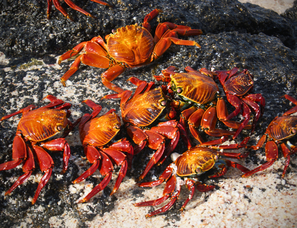 Lava Crabs
