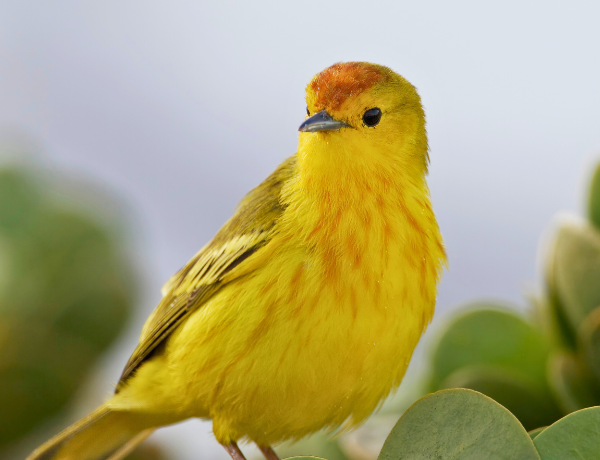 Mangrove warbler (Setophaga petechia aureola)
