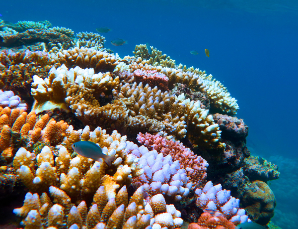 Great Barrier Reef Queensland Australia
