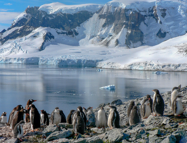 Penguin Colonies