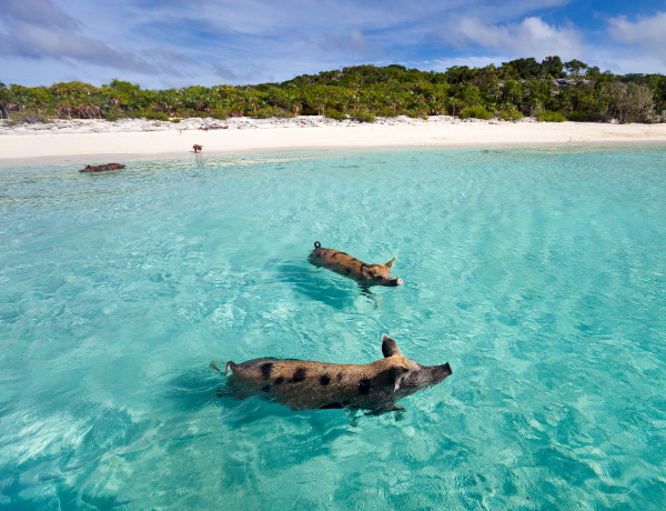 Swim with the pigs on Exuma