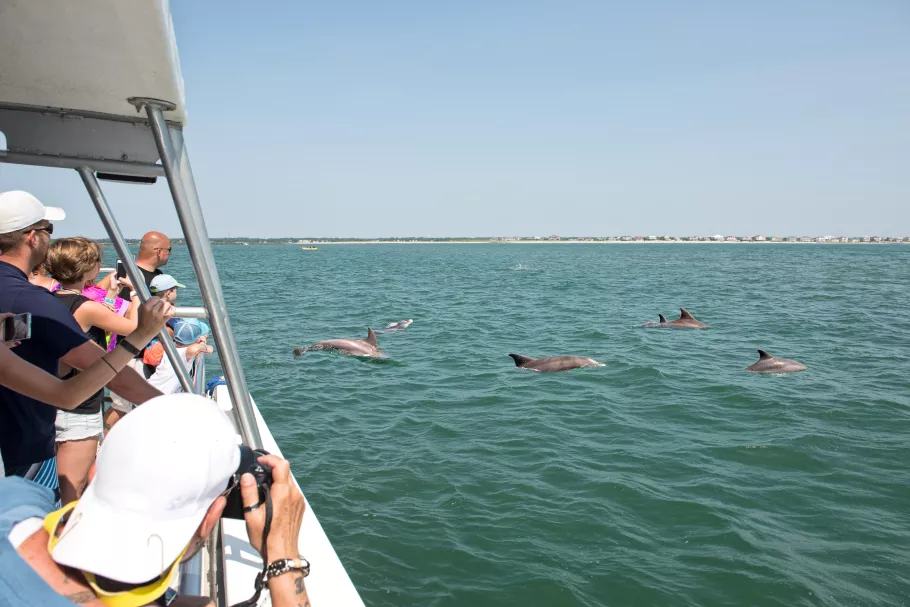 Dolphin Tours