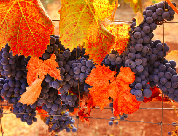 Grapes