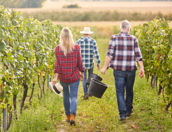 Grape Picking