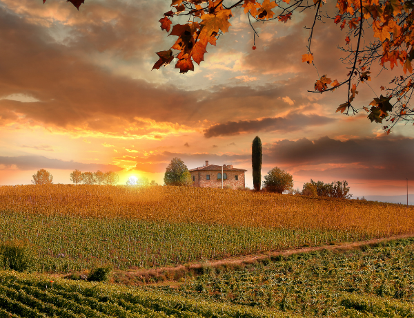 Chianti vineyard in Tuscany Italy