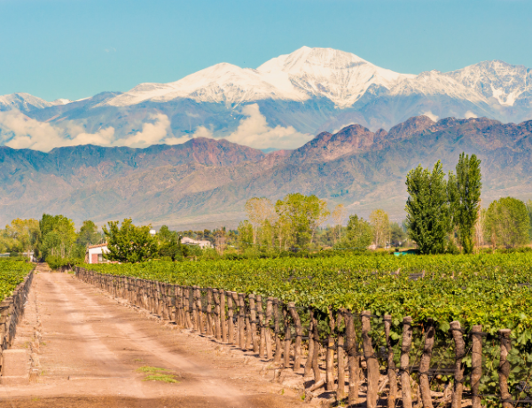 Vineyard in Mendoza, Argentina