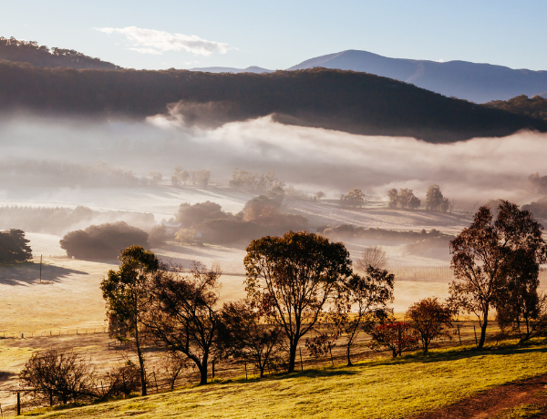 Winter Vines in Yarra Valley Australia