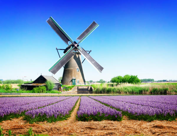 Dutch Wind Mills