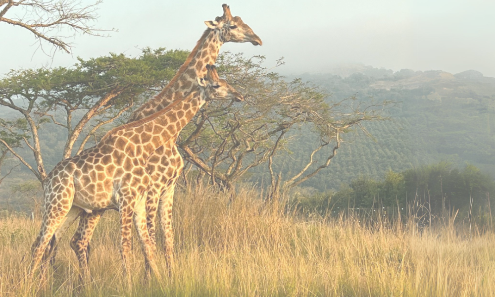 SAfrica Homepage banner