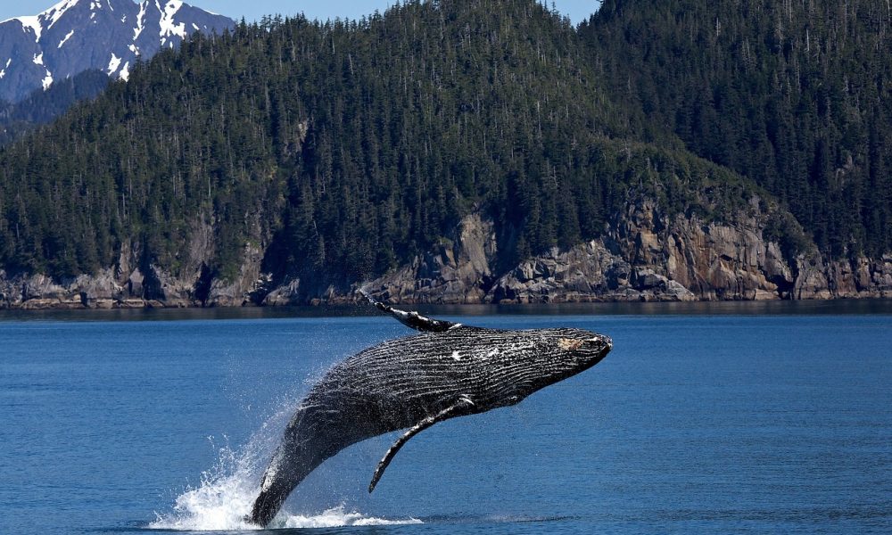 humpback-whale-1984341_1280 humpback-whale-1984341_1280