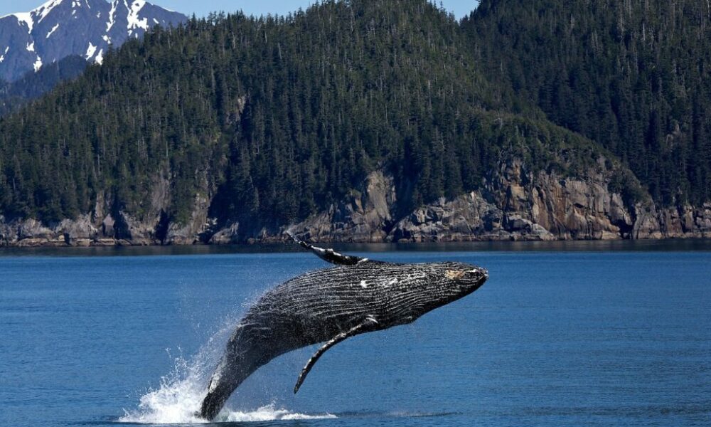 humpback-whale-1984341_1280 humpback-whale-1984341_1280