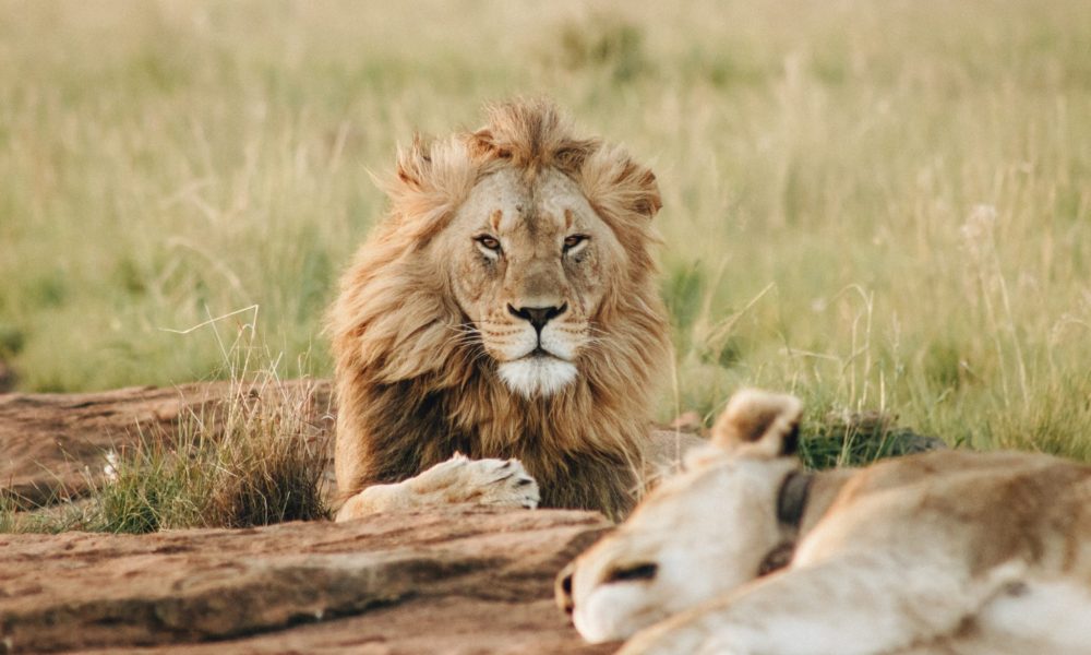 wade-lambert-676955-unsplash wade-lambert-676955-unsplash
